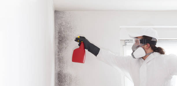 Best Mold Remediation  in Jersey Village, TX